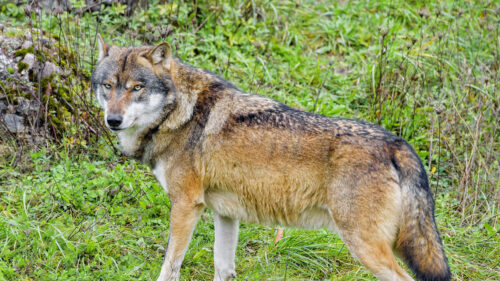 Wolf, Predator, Animal Wallpapers Download (4)