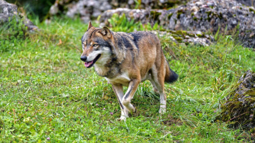 Wolf, Predator, Animal Wallpapers Download