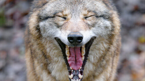 Wolf Yawn, Protruding, Tongue Wallpapers Download