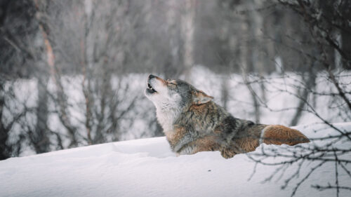 Wolf, howl, Predator Wallpapers Download