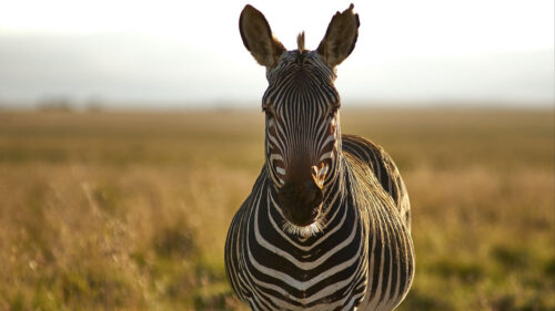 Zebra Animal Stripes Wallpapers Download