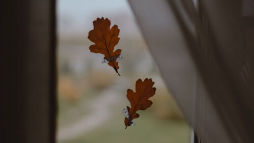 oak, Leaves, Window Wallpapers Free Download