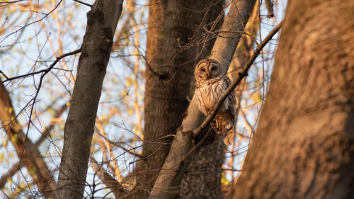 owl, Bird, Branches Wallpapers Free Download