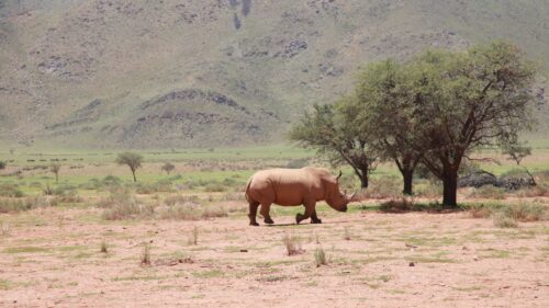 Africa Rhino, Trees, Desert Wallpapers Free Download