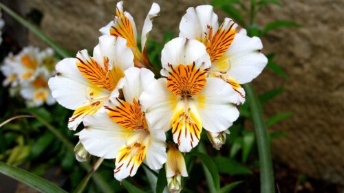 Alstroemeria, Flowers, Wallpapers Free Download