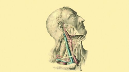 Anatomy, Veins, Arteries, Muscles Wallpapers Free Download