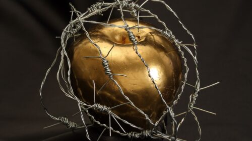 Apple, Barbed, Wire, Drops Wallpapers Free Download