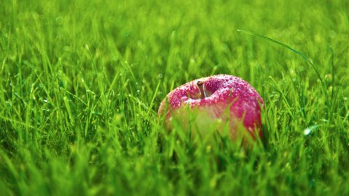 Apple, Grass, Drops Wallpapers Free Download