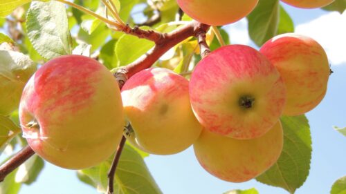 Apples, Branch, Leaves, Background Wallpapers Free Download
