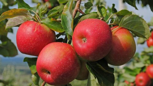 Apples, Branch, Ripe Wallpapers Free Download