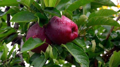 Apples, Branches, Tree, Fruit, Drops Wallpapers Free Download