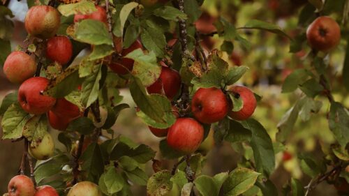 Apples, Garden, Fruit Wallpapers Free Download