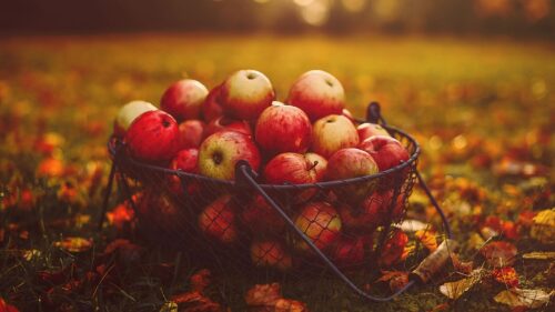 Apples, Red, Basket Wallpapers Free Download