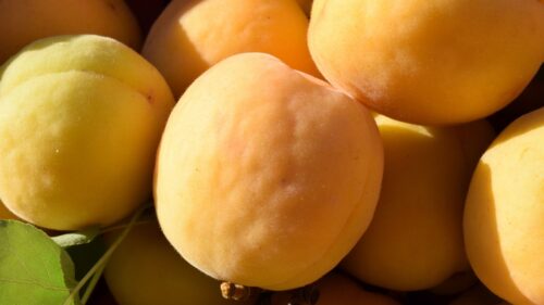 Apricots, Fruit, Ripe Wallpapers Free Download