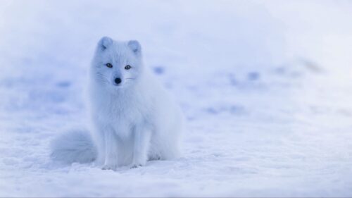 Arctic, Fox, Polar, Fox, Snow Wallpapers Free Download