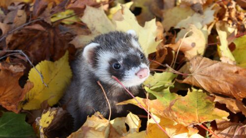 Autumn, Muzzle, Leaves, Ferret HD Wallpapers Free Download