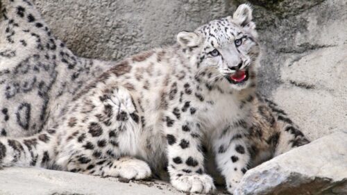 Baby, Ounce, Mouth, Rocks, Snow, Leopard HD Wallpapers Free Download