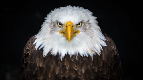 Bald, Eagle, Bird, Predator HD Wallpapers Free Download