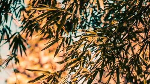 Bamboo, Branches, Leaves HD Wallpapers Free Download