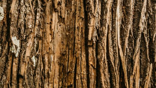 Bark, Tree, Relief Desktop Wallpapers Free Download