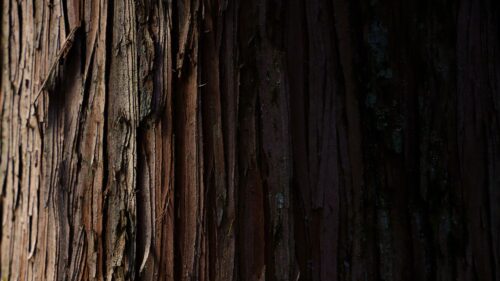 Bark, Wood, Stripes Desktop Wallpapers Free Download