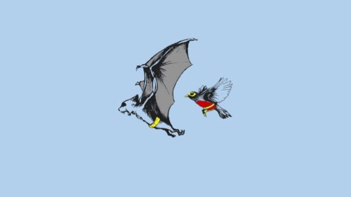Bat, Bird, Fly, Swing Desktop Wallpapers Free Download