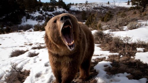 Bear, Grin, Grass, Snow, Aggression Desktop Wallpapers Free Download