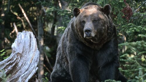 Bear, Grizzl, Trees, Forest Desktop Wallpapers Free Download