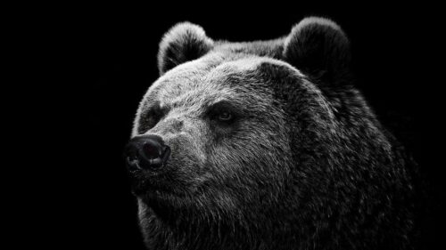 Bear, Grizzly, Bear, Eyes, Nose Desktop Wallpapers Free Download