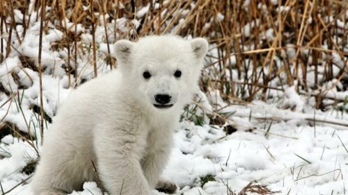 Bear, Polar Bear, Cub, Snow, Grass, Fear Desktop Wallpapers Free Download