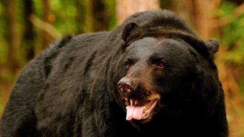 Bear, Predator, Open, Mouth, Brown Desktop Wallpapers Free Download