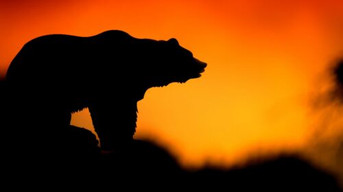 Bear, Silhouette, Vector, Sunset Desktop Wallpapers Free Download