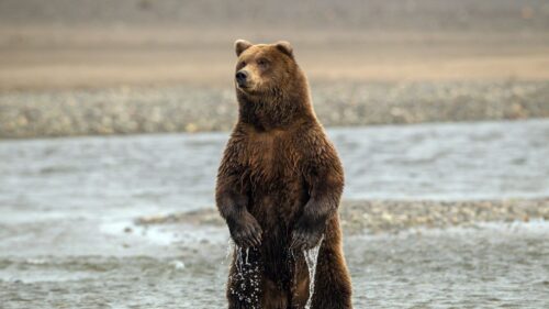 Bear, Stand, Sea, Wet Desktop Wallpapers Free Download