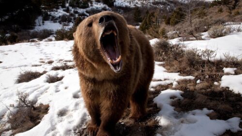 Bear, Teeth, Angry, Snow, Brown, Winter Desktop Wallpapers Free Download