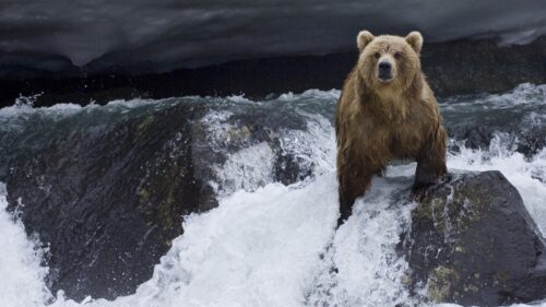 Bear, Water, Current, Stones Desktop Wallpapers Free Download