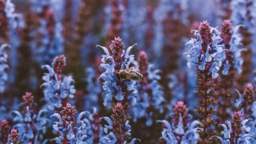 Bee, Flowers, Pollination Desktop Wallpapers Free Download