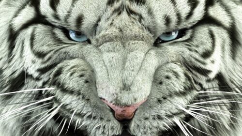Bengal Tiger, Tiger, Big, Cat Desktop Wallpapers Free Download