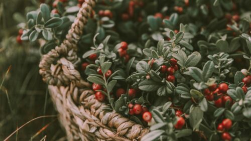 Berries, Basket, Blur Desktop Wallpapers Free Download