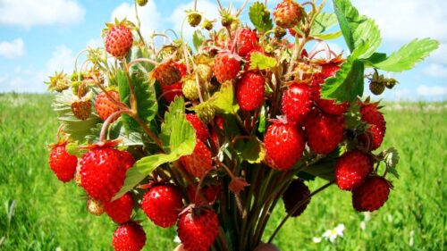 Berries, Tasty, Leaves Desktop Wallpapers Free Download