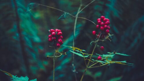 Berry, Plant, Leaves Desktop Wallpapers Free Download