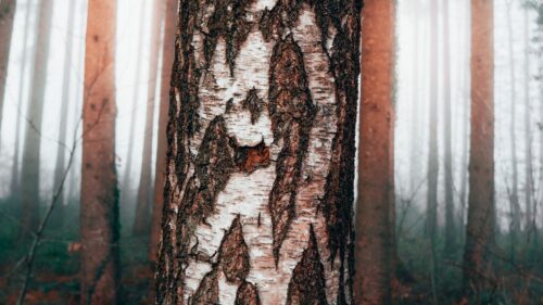 Birch Tree, Forest Desktop Wallpapers Free Download