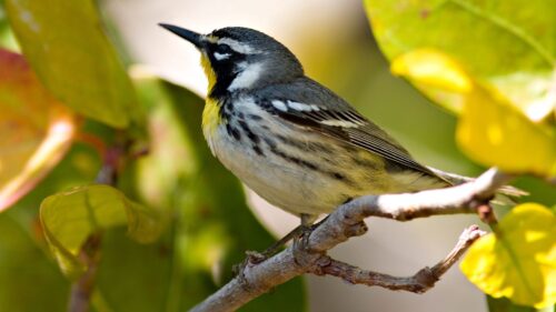 Bird, Branches, Leaves, Beak Desktop Wallpapers Free Download