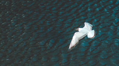 Bird, Flight, River Desktop Wallpapers Free Download