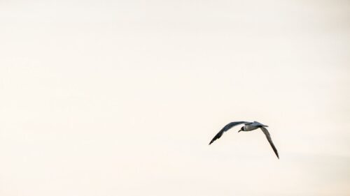 Bird, Flying, Sky Desktop Wallpapers Free Download