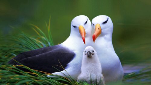 Bird, Nest, Nestling, Beak Desktop Wallpapers Free Download