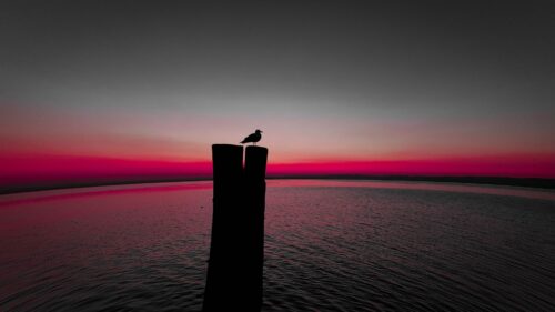 Bird, Silhouette, Pillar Desktop Wallpapers Free Download