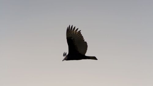 Bird, Sky, Flight Desktop Wallpapers Free Download