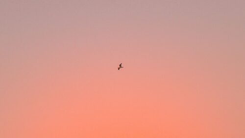 Bird, Sky, Gradient Desktop Wallpapers Free Download