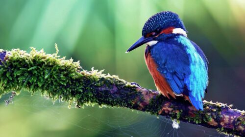 Bird, Tropical Bird, Color, Tree, Sit Desktop Wallpapers Free Download