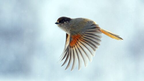 Bird, Wings, Flap, Flight Desktop Wallpapers Free Download